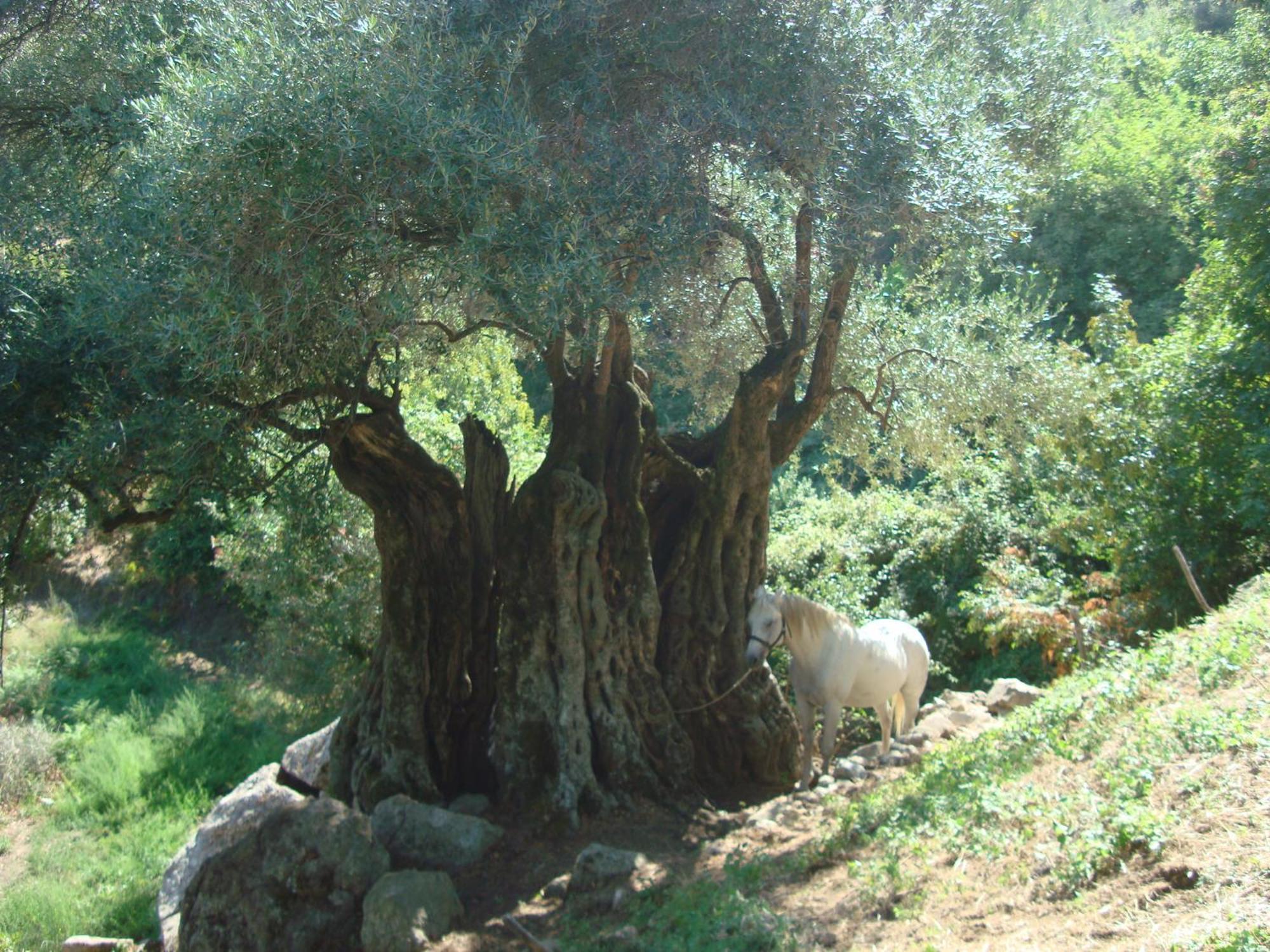 Costa Di Sognu Villa Buitenkant foto