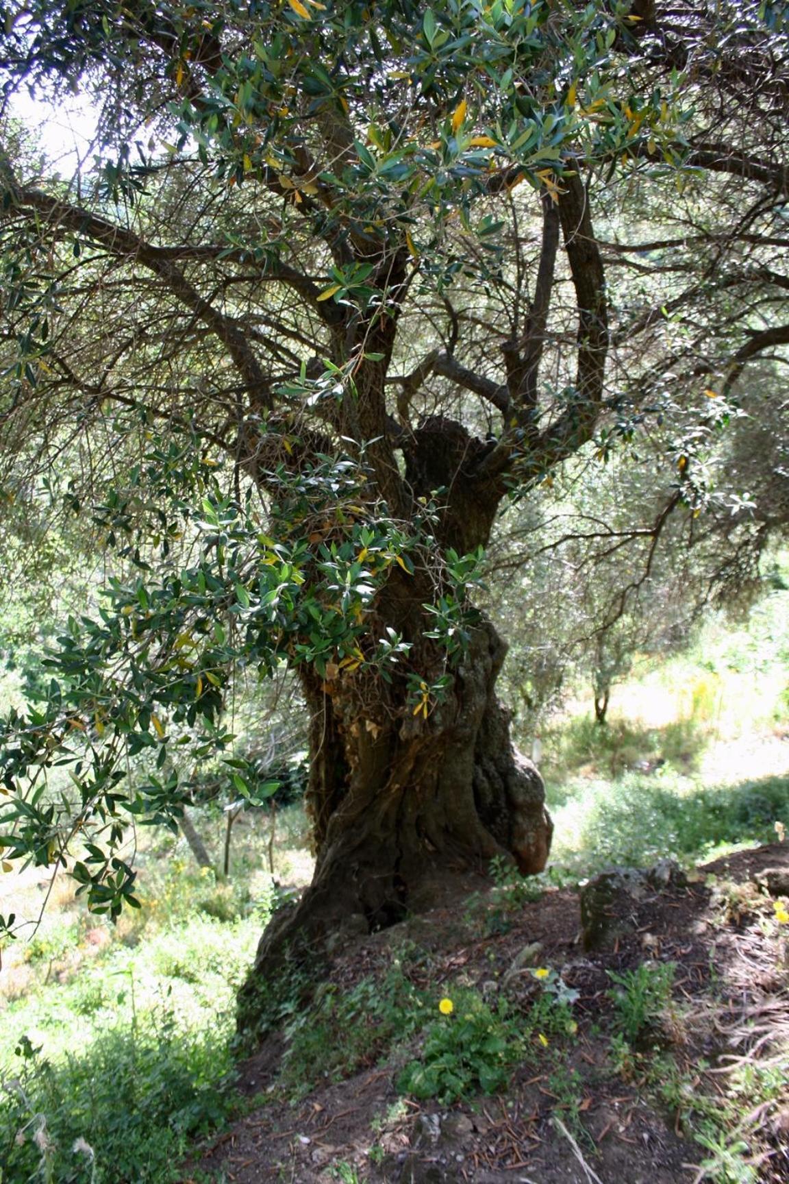 Costa Di Sognu Villa Buitenkant foto