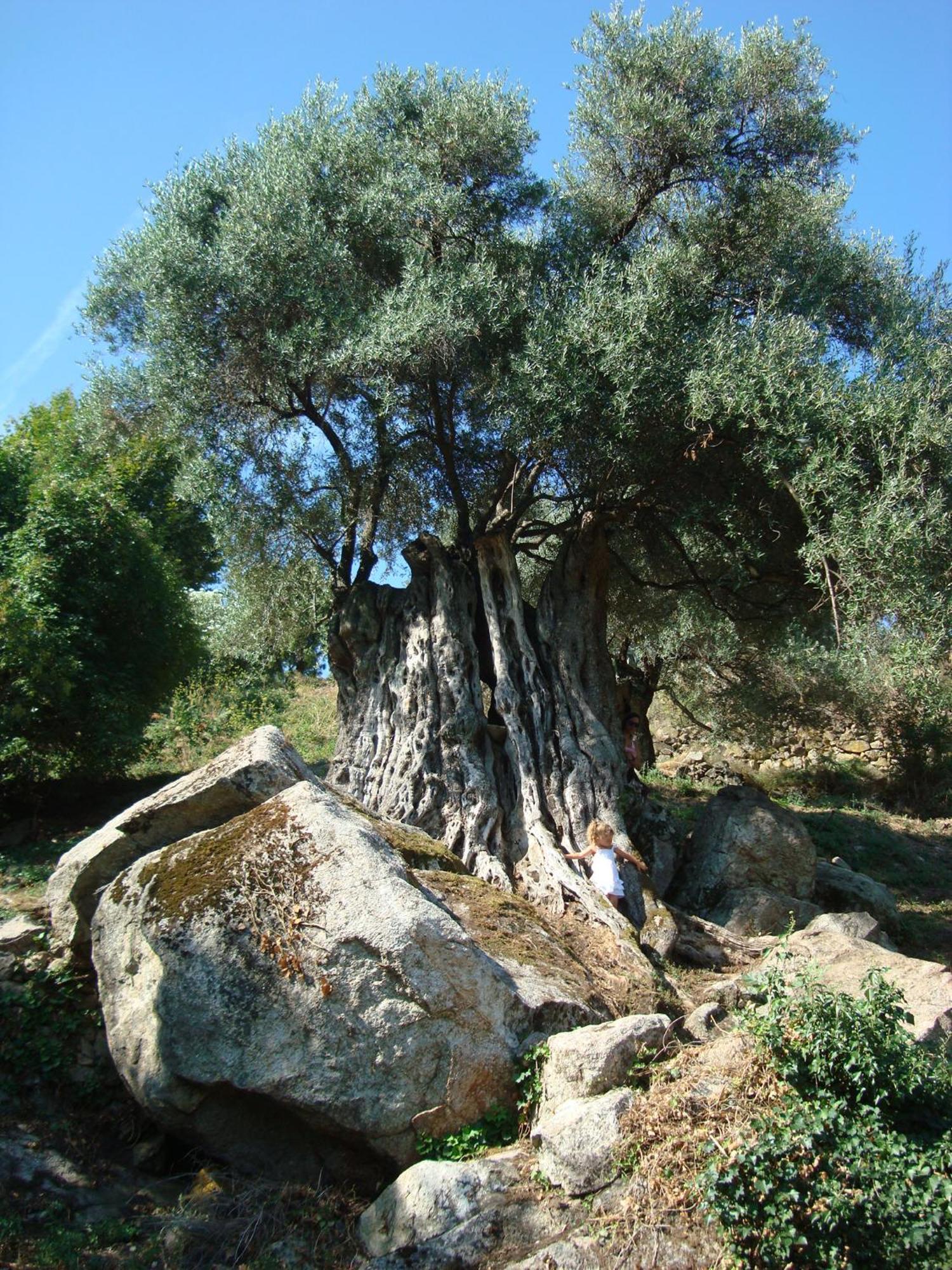 Costa Di Sognu Villa Buitenkant foto