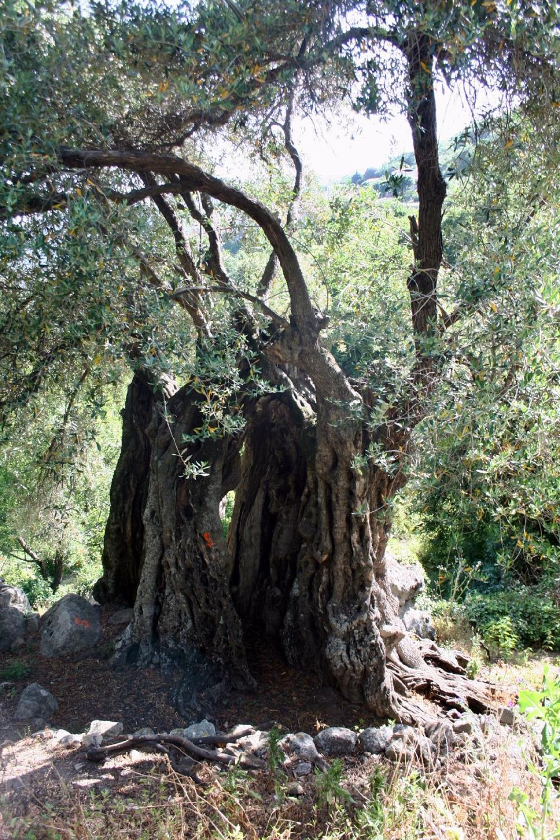 Costa Di Sognu Villa Buitenkant foto