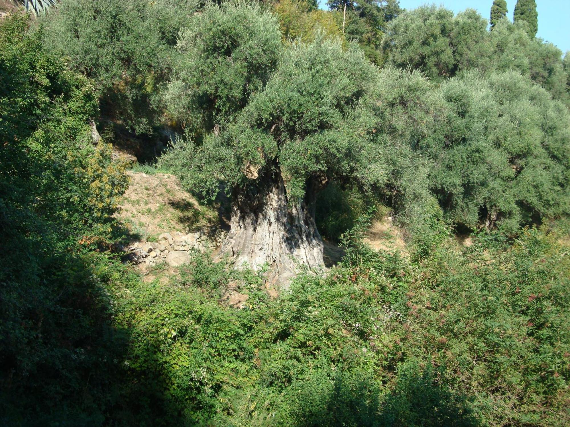 Costa Di Sognu Villa Buitenkant foto