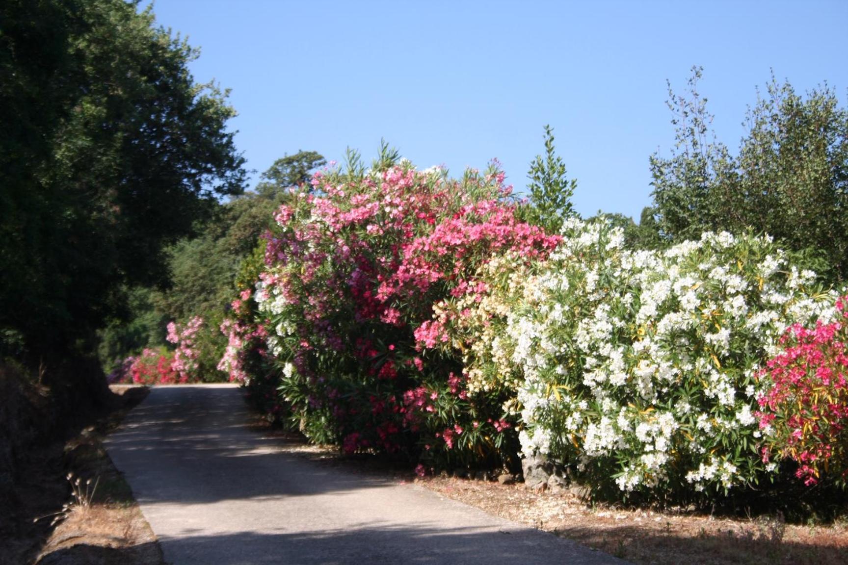 Costa Di Sognu Villa Buitenkant foto